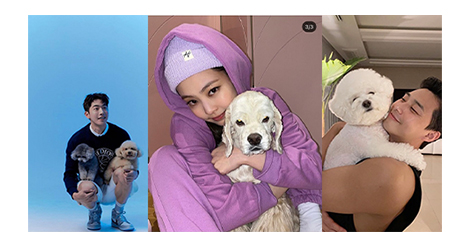 韓国スターのワンちゃんも美男美女 愛犬家の韓国スター５選 韓国エンタメ トレンド情報サイトkoari コアリ